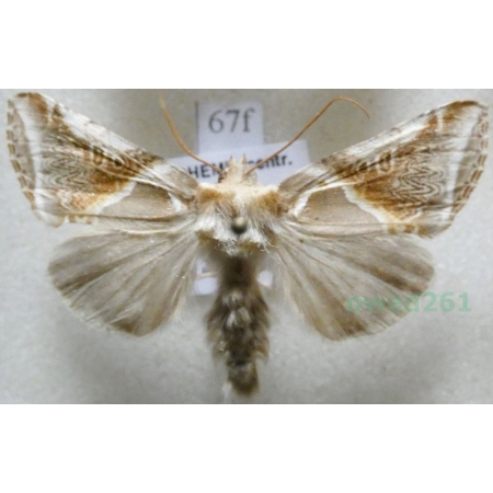 Habrosyne pyritoides (Hufnagel, 1766) Pluszówka agatka Czech67f